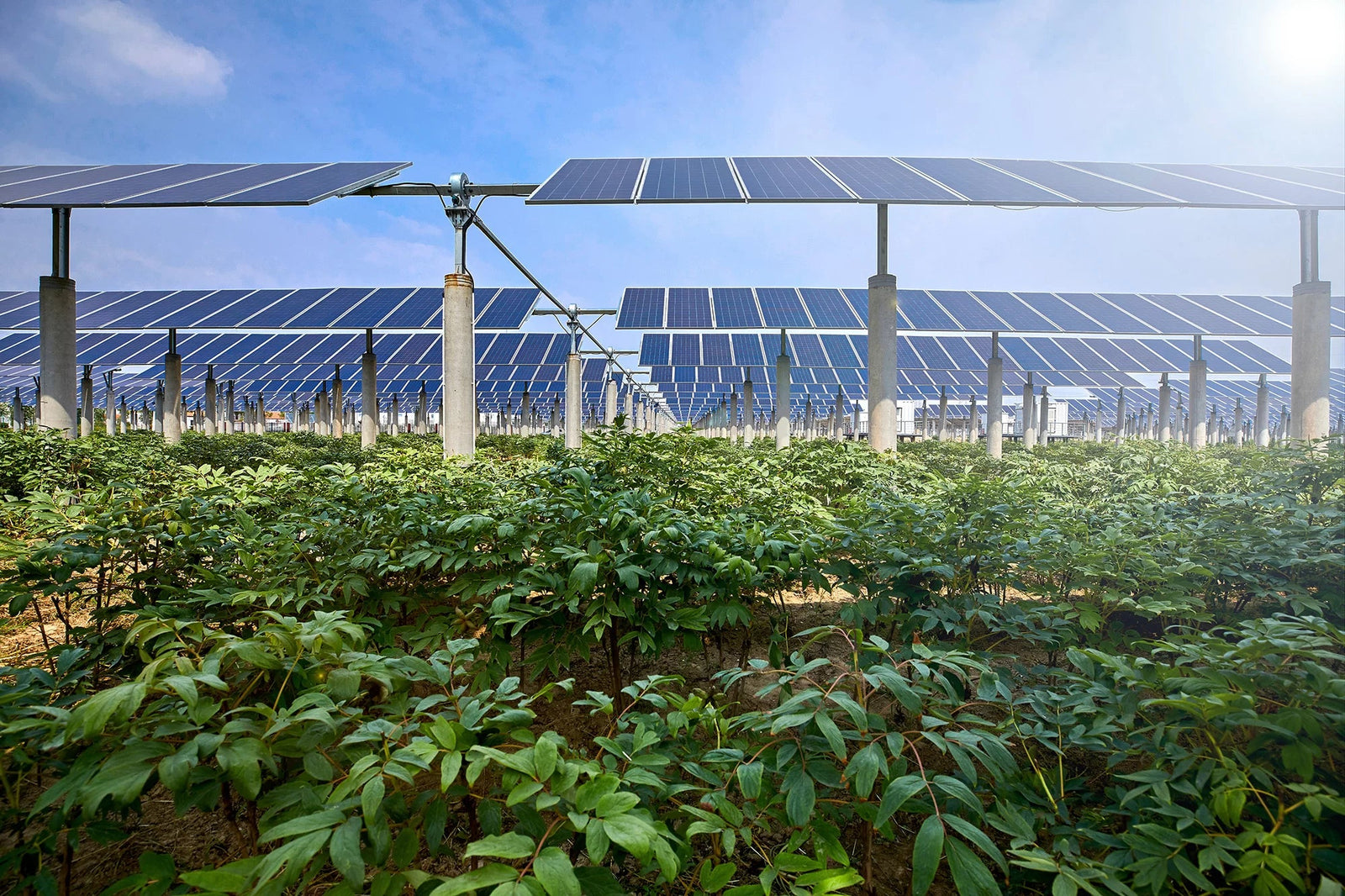 Energia solară în sectorul agricol - Admira Distribution